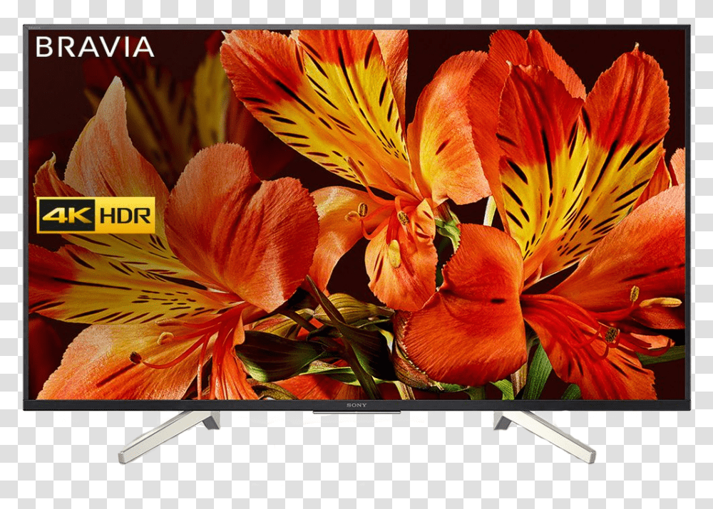 Flatscreen Tv Sony X8500f 43 Inch Price, Plant, Flower, Blossom, Petal Transparent Png