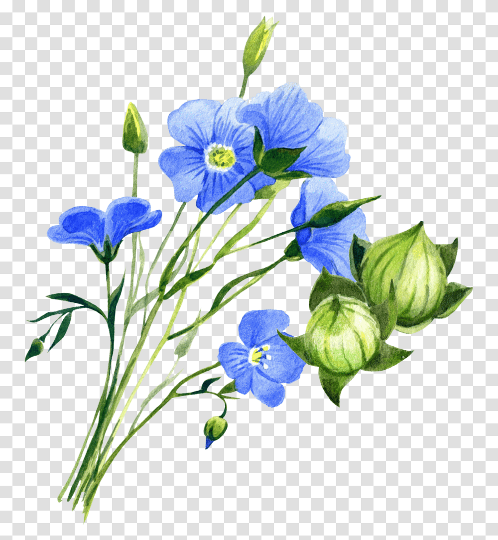 Flax Plant, Flower, Iris, Geranium, Flower Arrangement Transparent Png