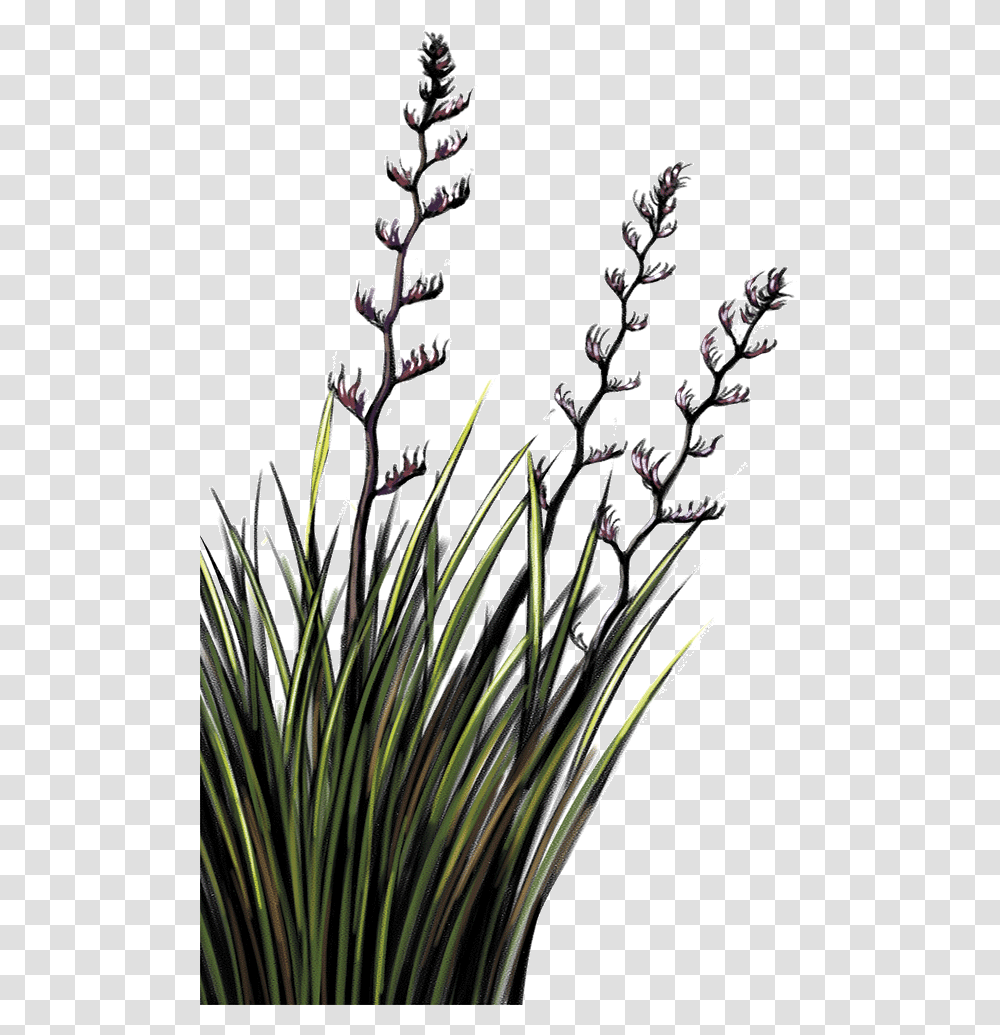Flax Plant Nz Download Flax Plant, Grass, Flower, Blossom, Daffodil Transparent Png