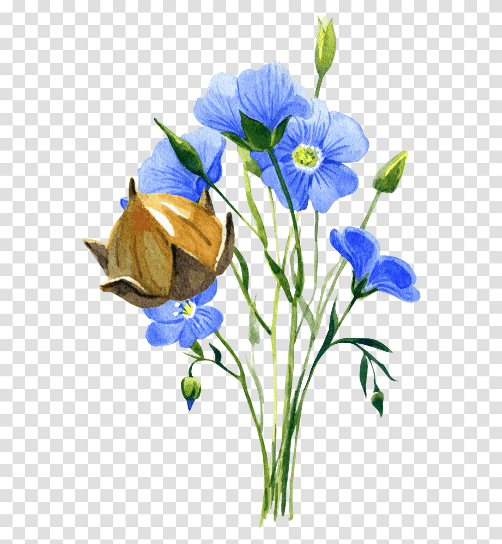 Flaxseed Plant, Iris, Flower, Petal, Anemone Transparent Png