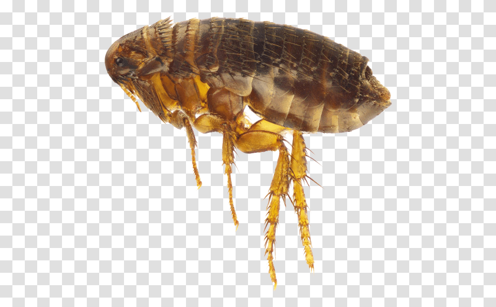 Flea Flea, Insect, Invertebrate, Animal, Fungus Transparent Png