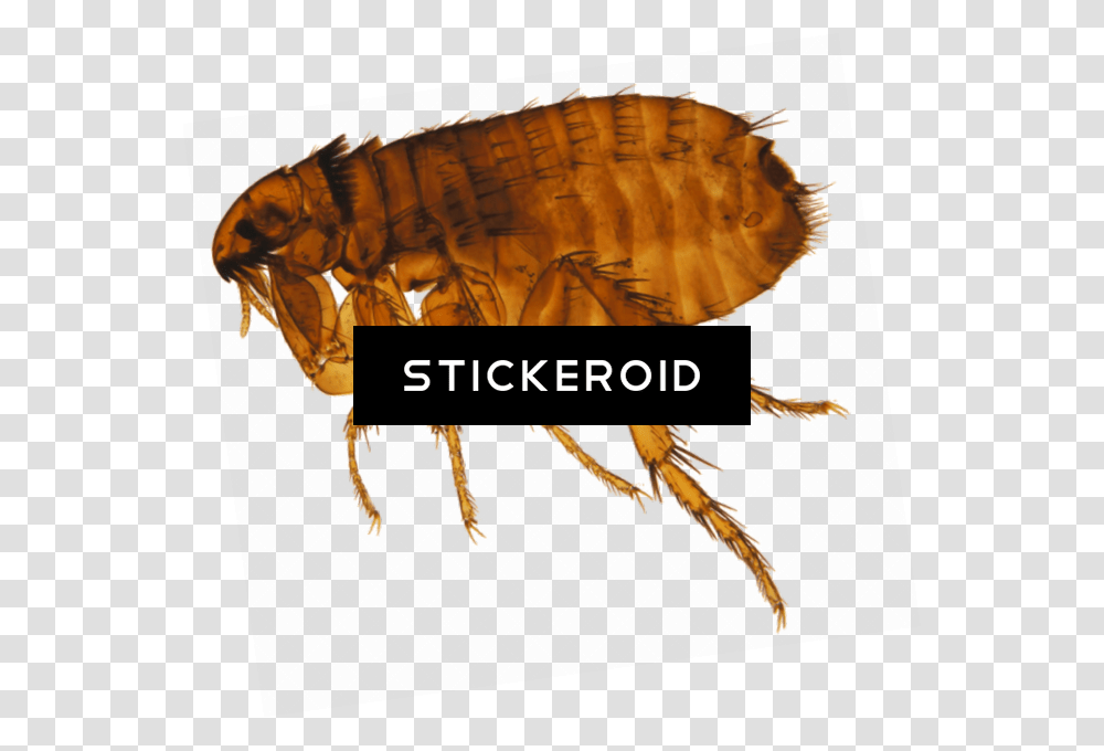 Flea Hd Insect, Invertebrate, Animal Transparent Png