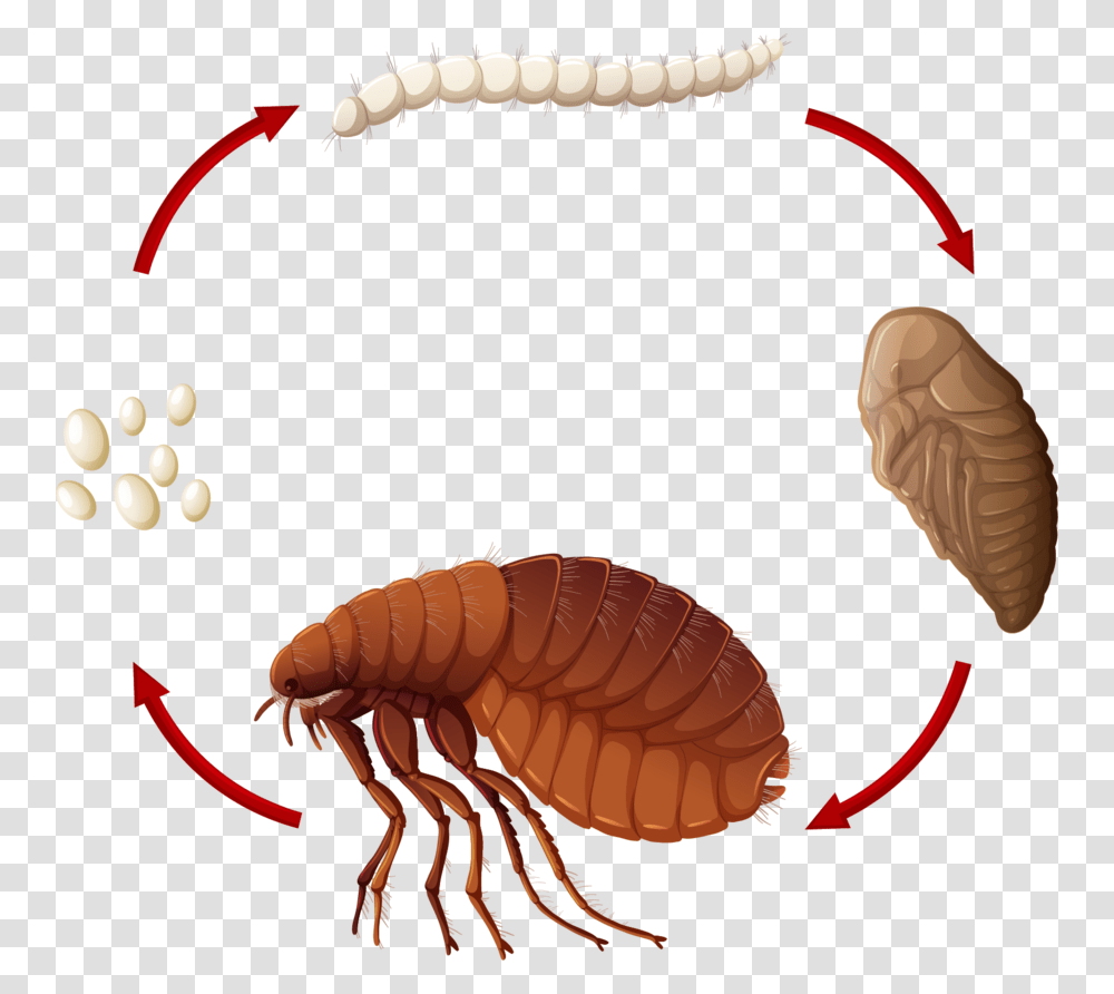 Flea Human, Insect, Invertebrate, Animal Transparent Png