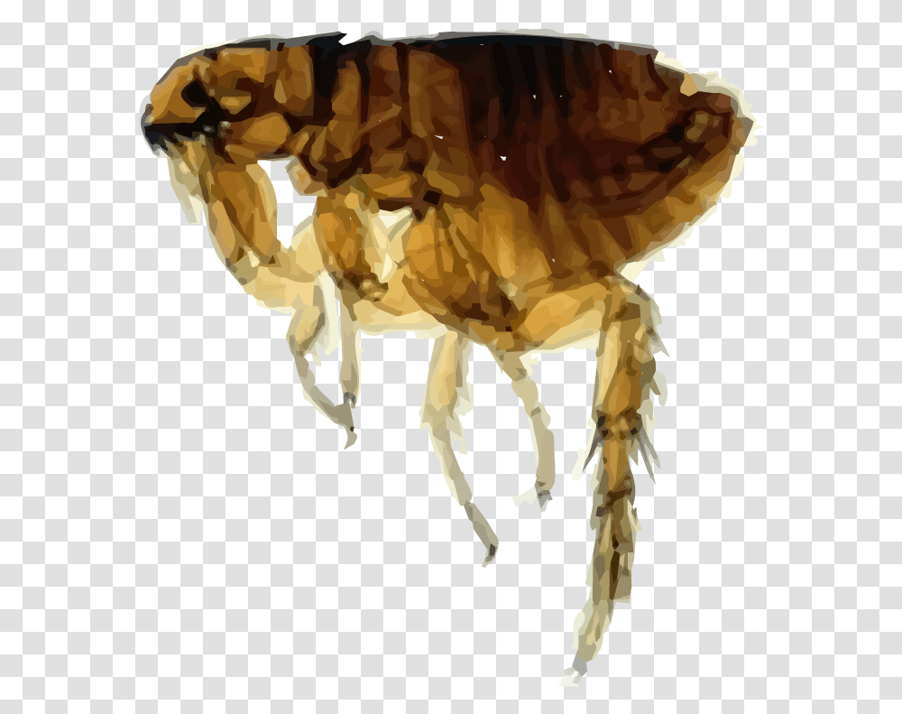 Flea Image Oriental Rat Flea, Insect, Invertebrate, Animal, Rose Transparent Png