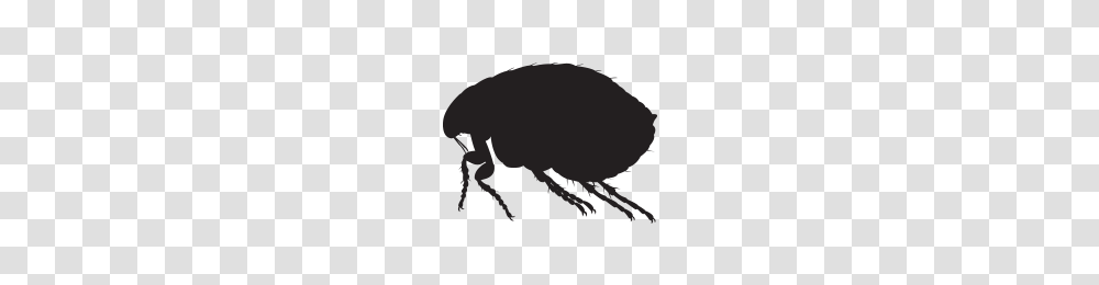 Flea, Insect, Animal, Invertebrate, Dung Beetle Transparent Png