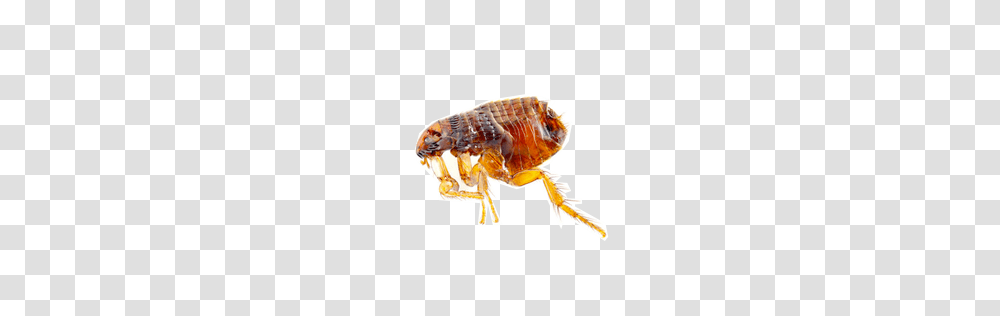 Flea, Insect, Animal, Invertebrate Transparent Png