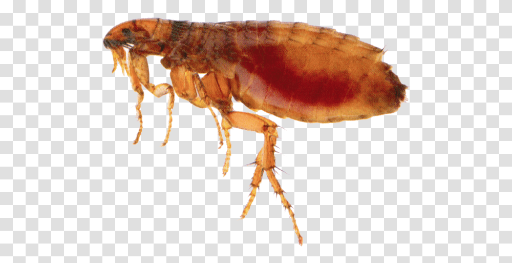Flea Insect Flea, Invertebrate, Animal, Fungus Transparent Png