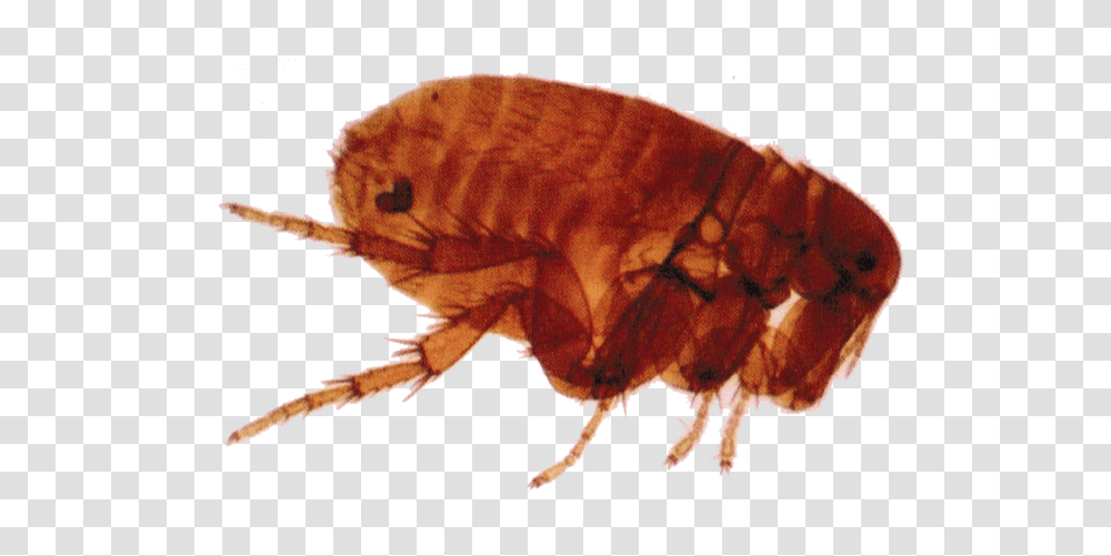 Flea, Insect, Invertebrate, Animal, Bird Transparent Png