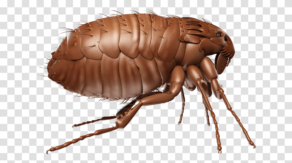 Flea, Insect, Invertebrate, Animal, Bow Transparent Png