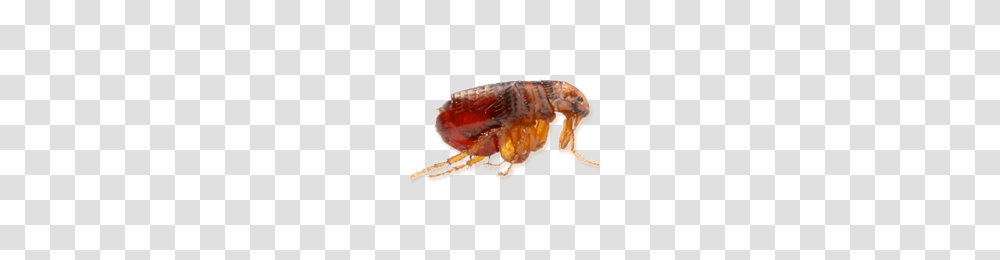Flea, Insect, Invertebrate, Animal, Cockroach Transparent Png