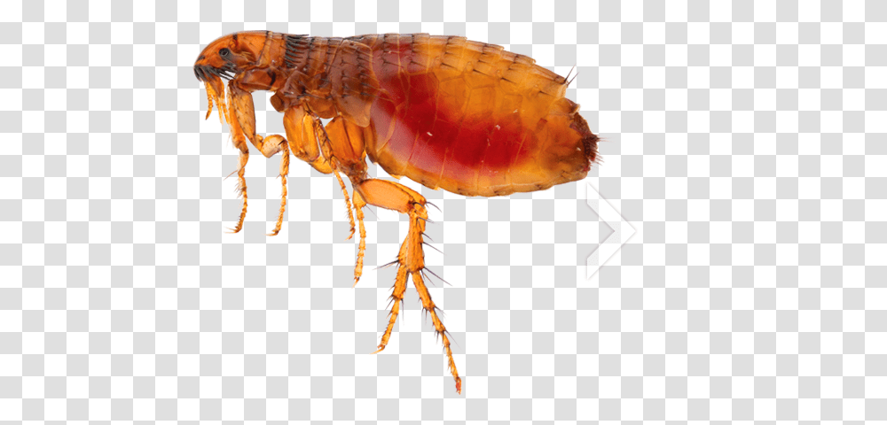 Flea, Insect, Invertebrate, Animal, Dinosaur Transparent Png