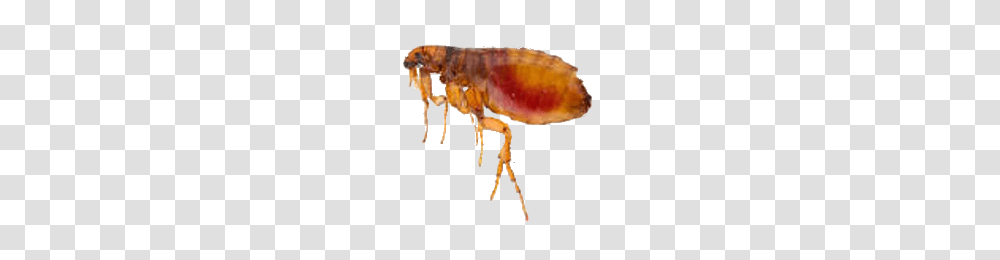 Flea, Insect, Invertebrate, Animal, Fungus Transparent Png