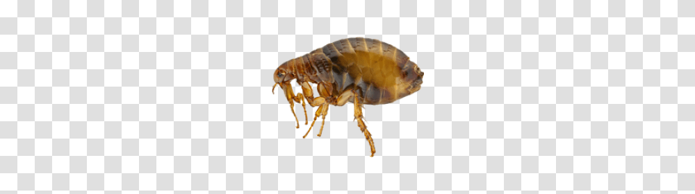 Flea, Insect, Invertebrate, Animal, Fungus Transparent Png