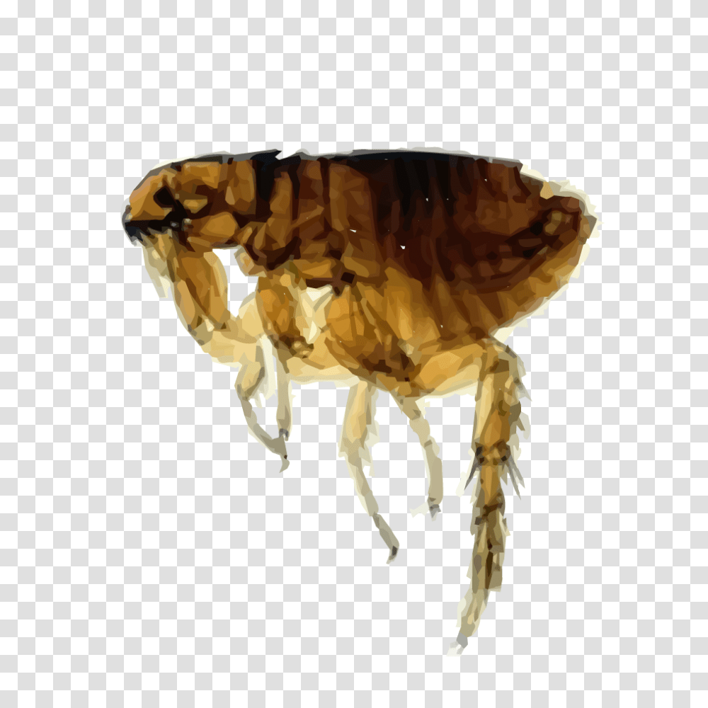 Flea, Insect, Invertebrate, Animal, Fungus Transparent Png