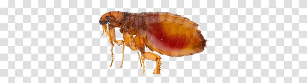 Flea, Insect, Invertebrate, Animal, Fungus Transparent Png