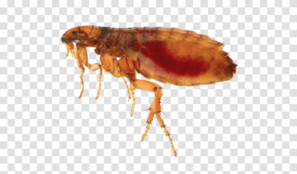 Flea, Insect, Invertebrate, Animal, Fungus Transparent Png