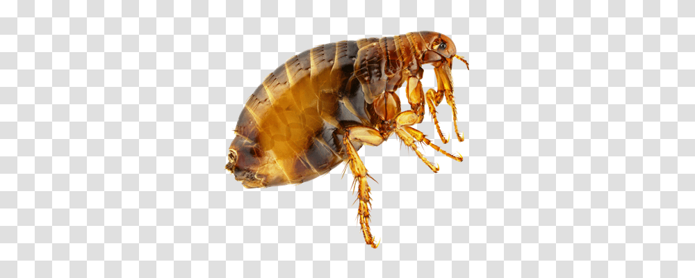 Flea, Insect, Invertebrate, Animal, Honey Bee Transparent Png
