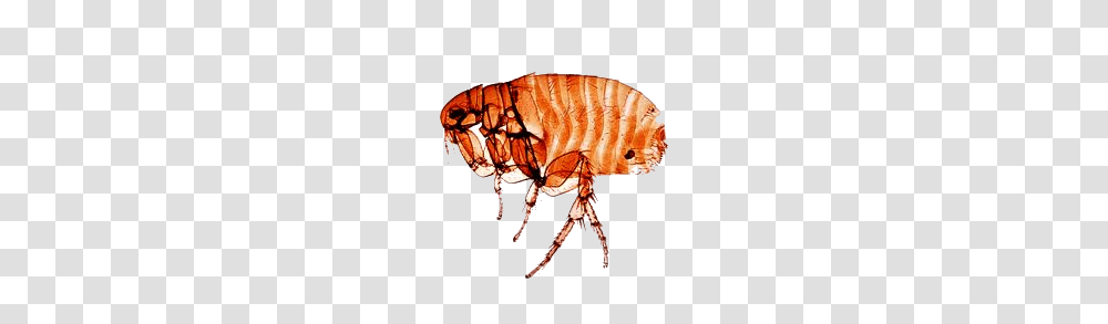 Flea, Insect, Invertebrate, Animal, Lamp Transparent Png