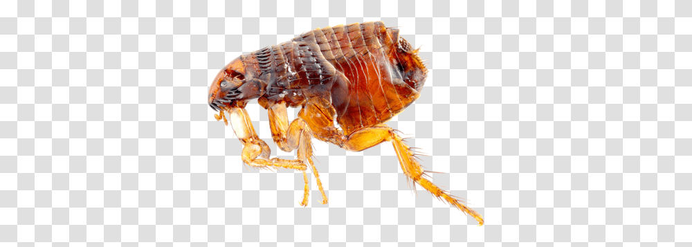 Flea, Insect, Invertebrate, Animal, Lobster Transparent Png