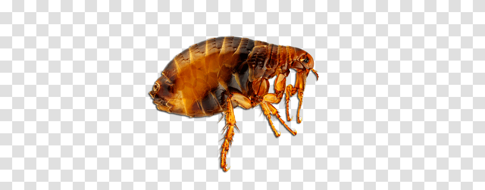 Flea, Insect, Invertebrate, Animal, Lobster Transparent Png