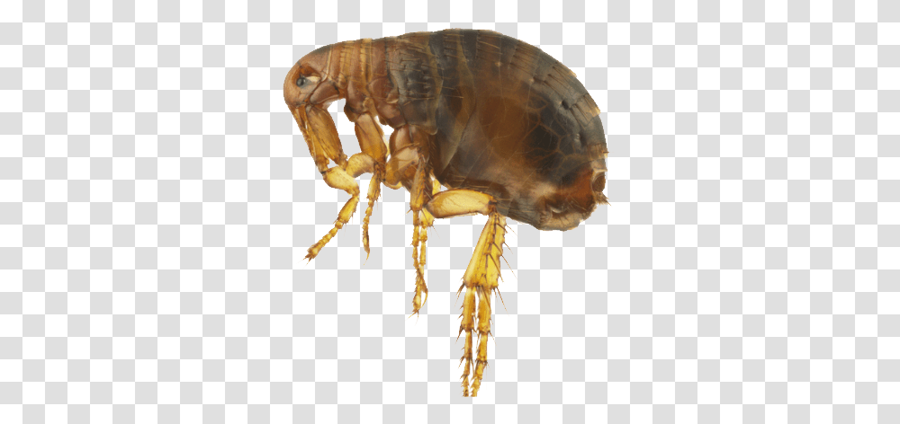 Flea, Insect, Invertebrate, Animal, Spider Transparent Png