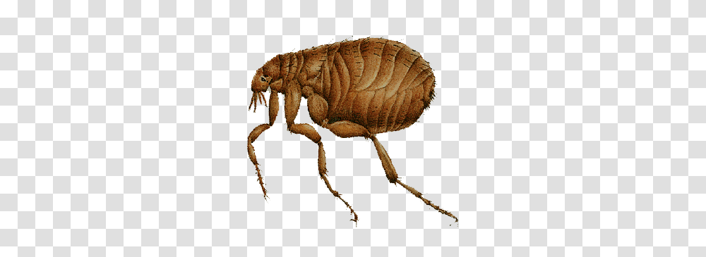 Flea, Insect, Invertebrate, Animal, Spider Transparent Png