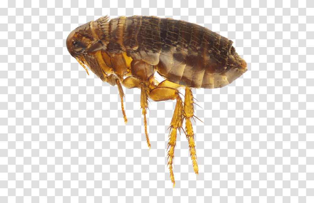 Flea, Insect, Invertebrate, Animal, Spider Transparent Png