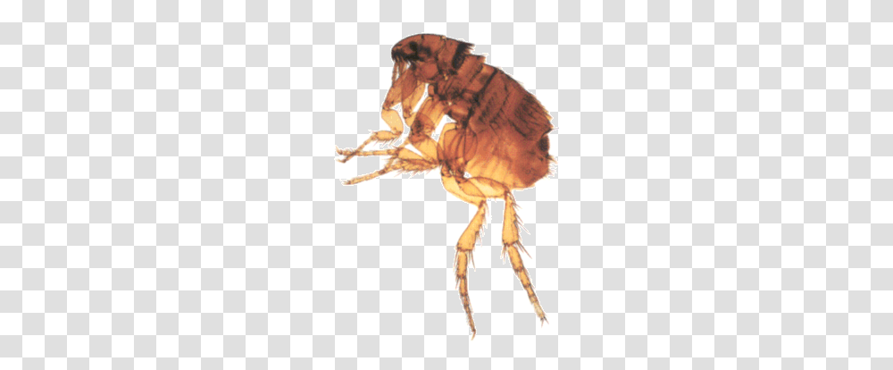 Flea, Insect, Invertebrate, Animal, Spider Transparent Png