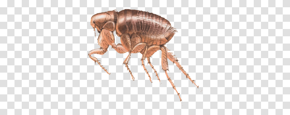 Flea, Insect, Invertebrate, Animal, Spider Transparent Png