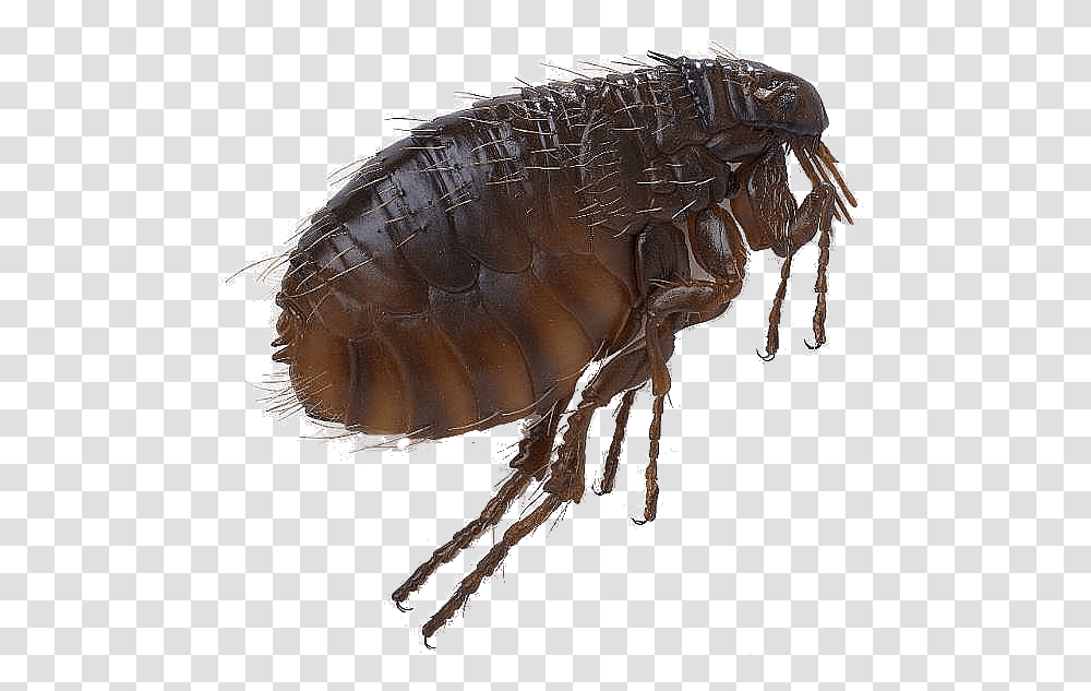 Flea, Insect, Invertebrate, Animal Transparent Png