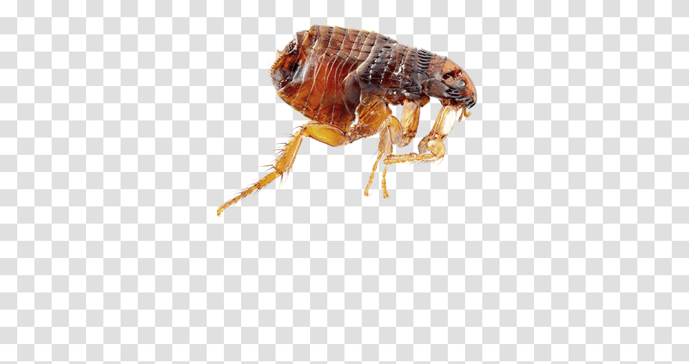 Flea, Insect, Invertebrate, Animal Transparent Png