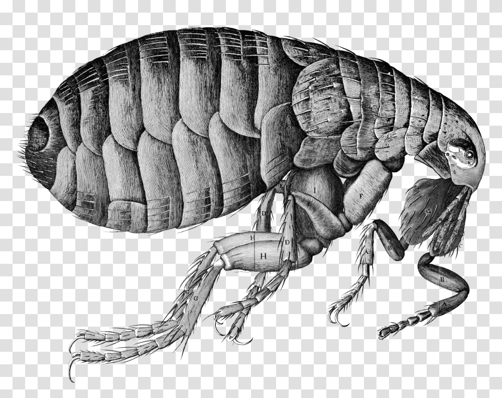 Flea, Insect, Invertebrate, Animal Transparent Png