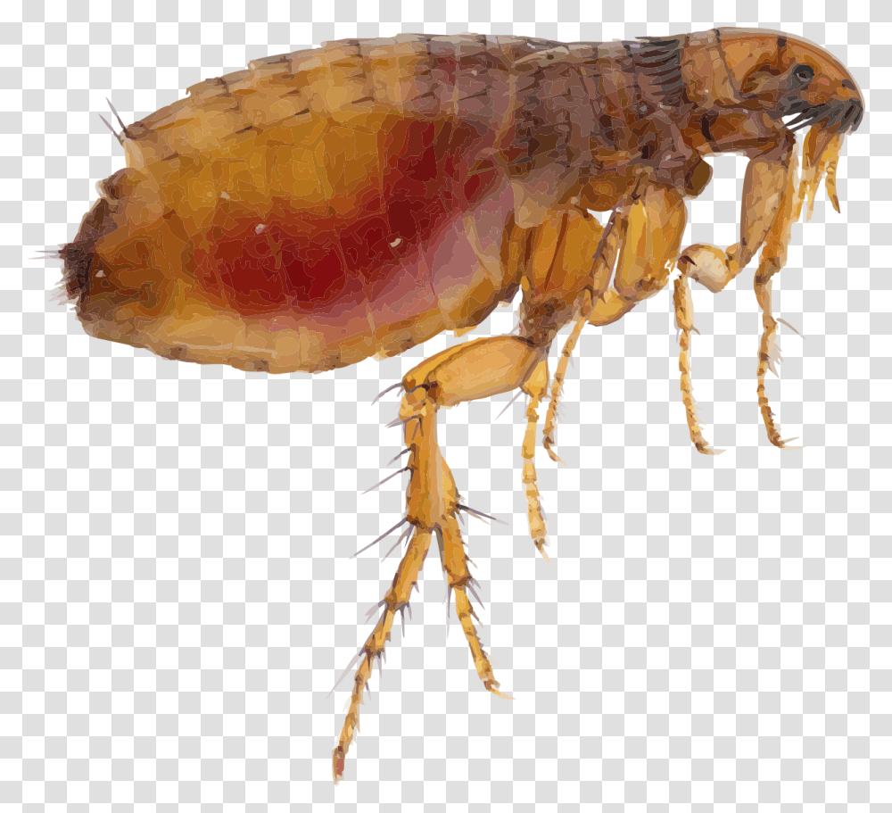 Flea, Insect, Invertebrate, Animal Transparent Png