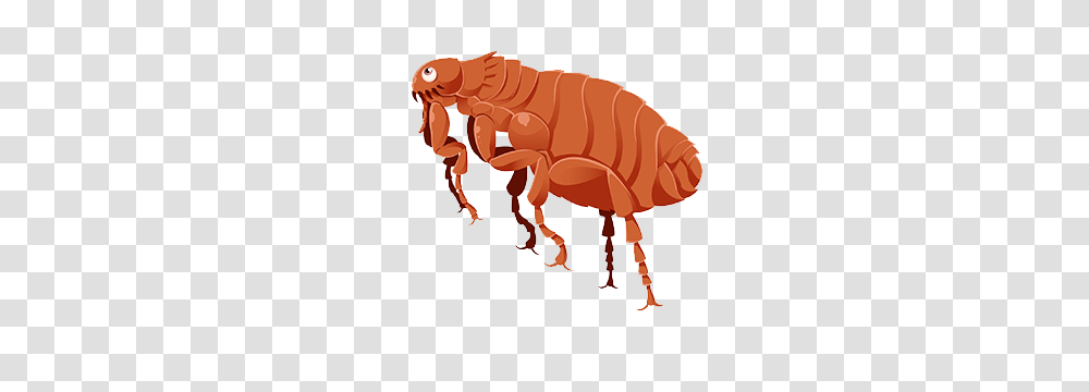 Flea, Insect, Invertebrate, Animal Transparent Png