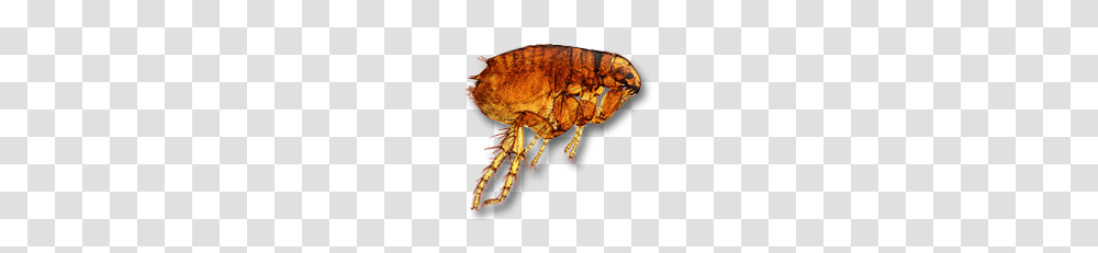 Flea, Insect, Invertebrate, Animal Transparent Png