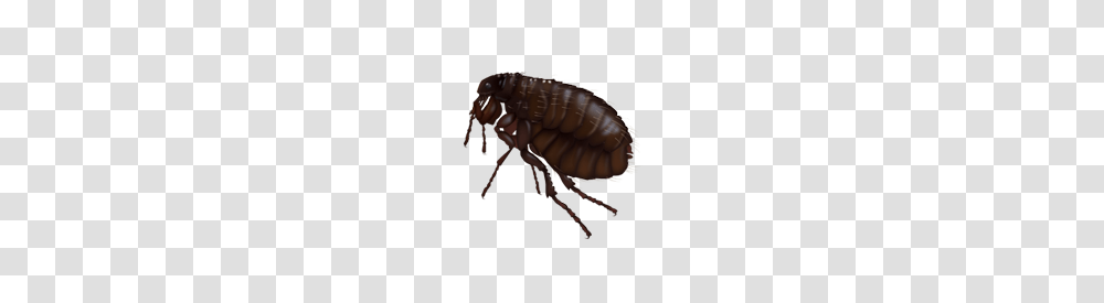 Flea, Insect, Invertebrate, Animal Transparent Png