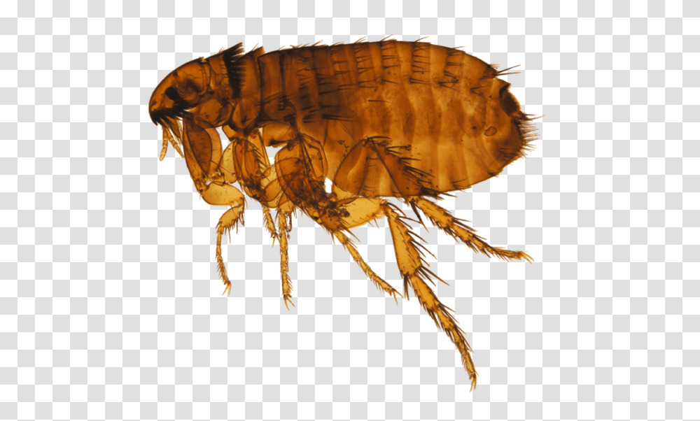 Flea, Insect, Invertebrate, Animal Transparent Png