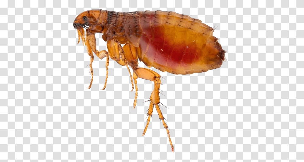 Flea, Insect, Invertebrate, Animal Transparent Png