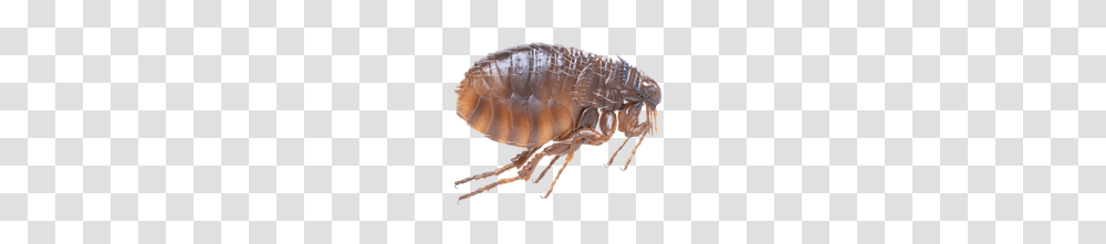 Flea, Insect, Invertebrate, Animal Transparent Png