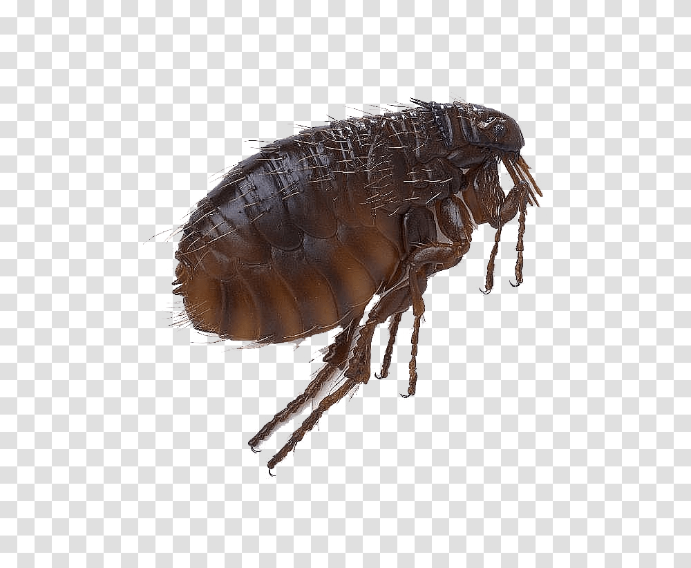 Flea, Insect, Invertebrate, Animal Transparent Png