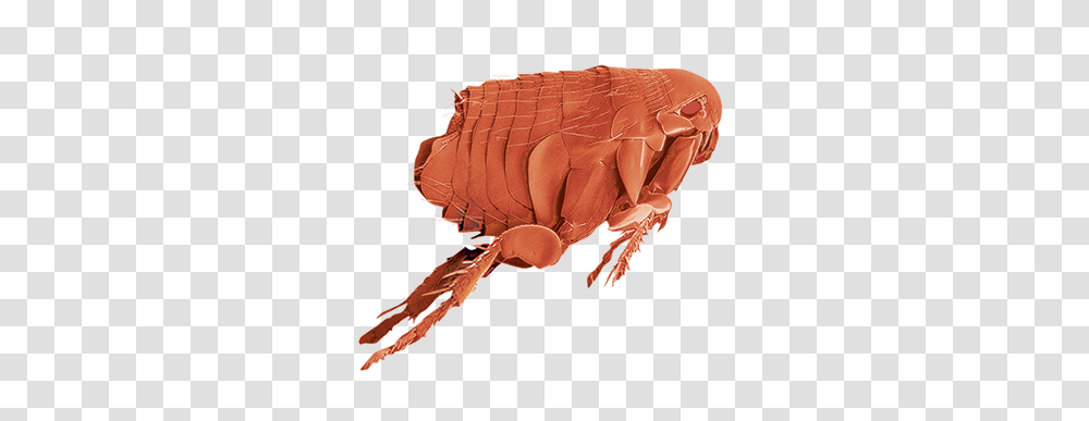 Flea, Insect, Invertebrate, Animal Transparent Png