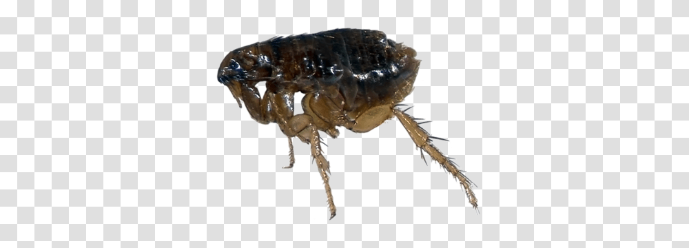 Flea, Insect, Invertebrate, Animal Transparent Png