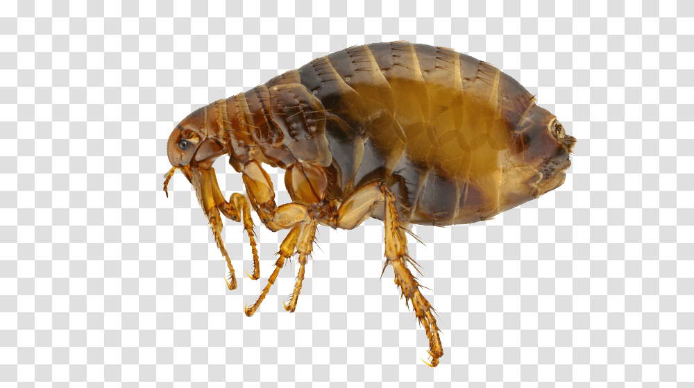 Flea, Insect, Invertebrate, Animal Transparent Png