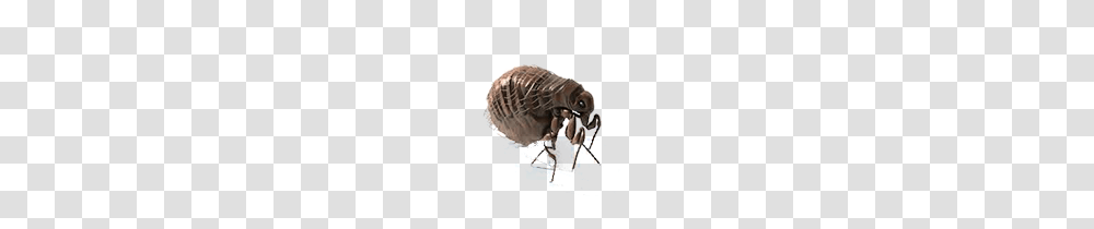 Flea, Insect, Invertebrate, Animal, Wasp Transparent Png