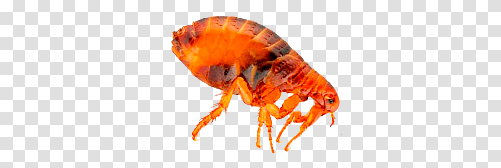 Flea, Insect, Lobster, Seafood, Sea Life Transparent Png