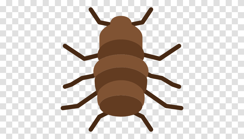 Flea, Invertebrate, Animal, Insect, Cockroach Transparent Png