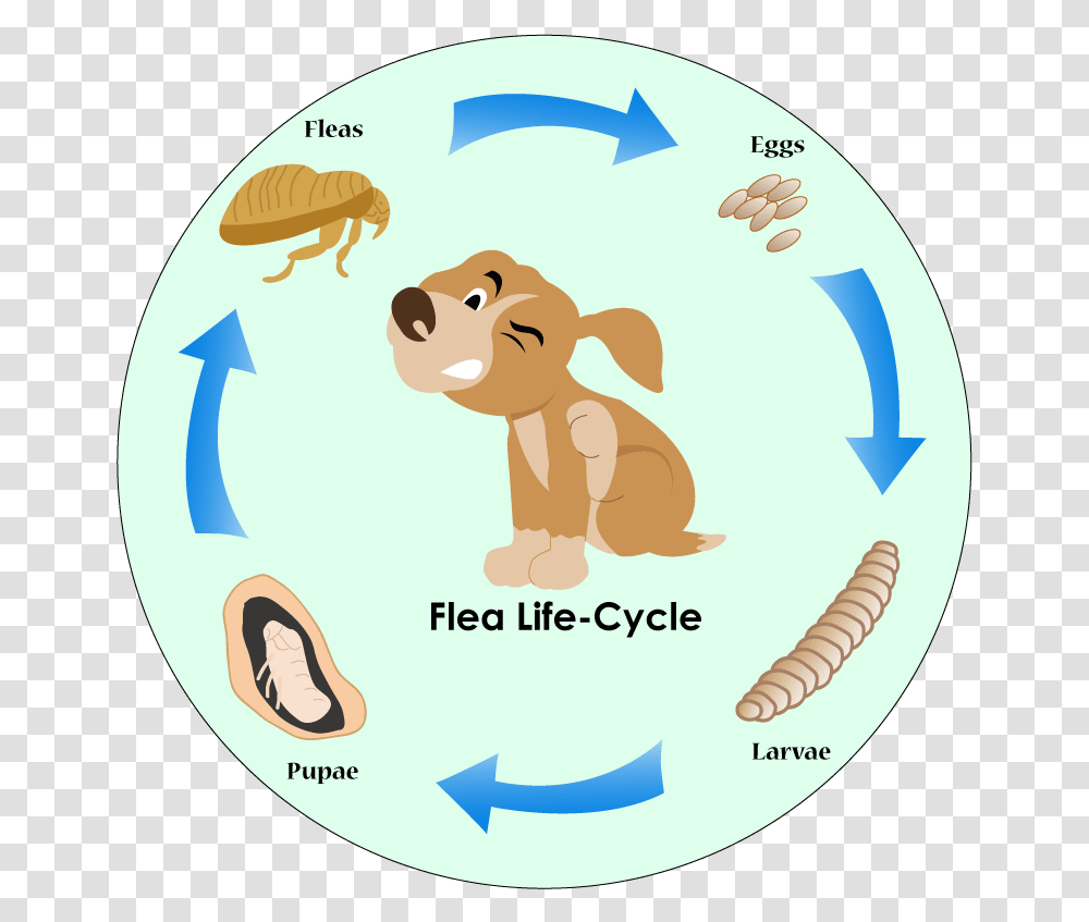 Flea Life Cycle Cartoon, Animal, Word, Insect, Invertebrate Transparent Png