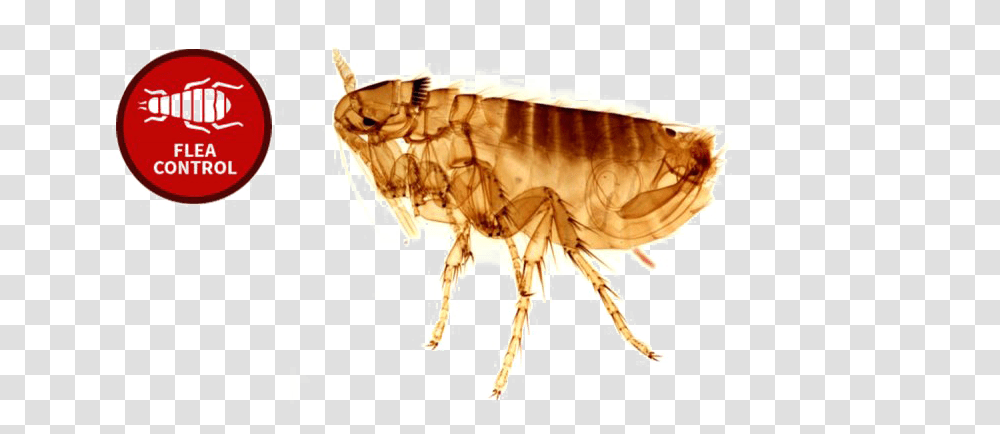 Flea Photo Do Chicken Fleas Look Like, Insect, Invertebrate, Animal Transparent Png