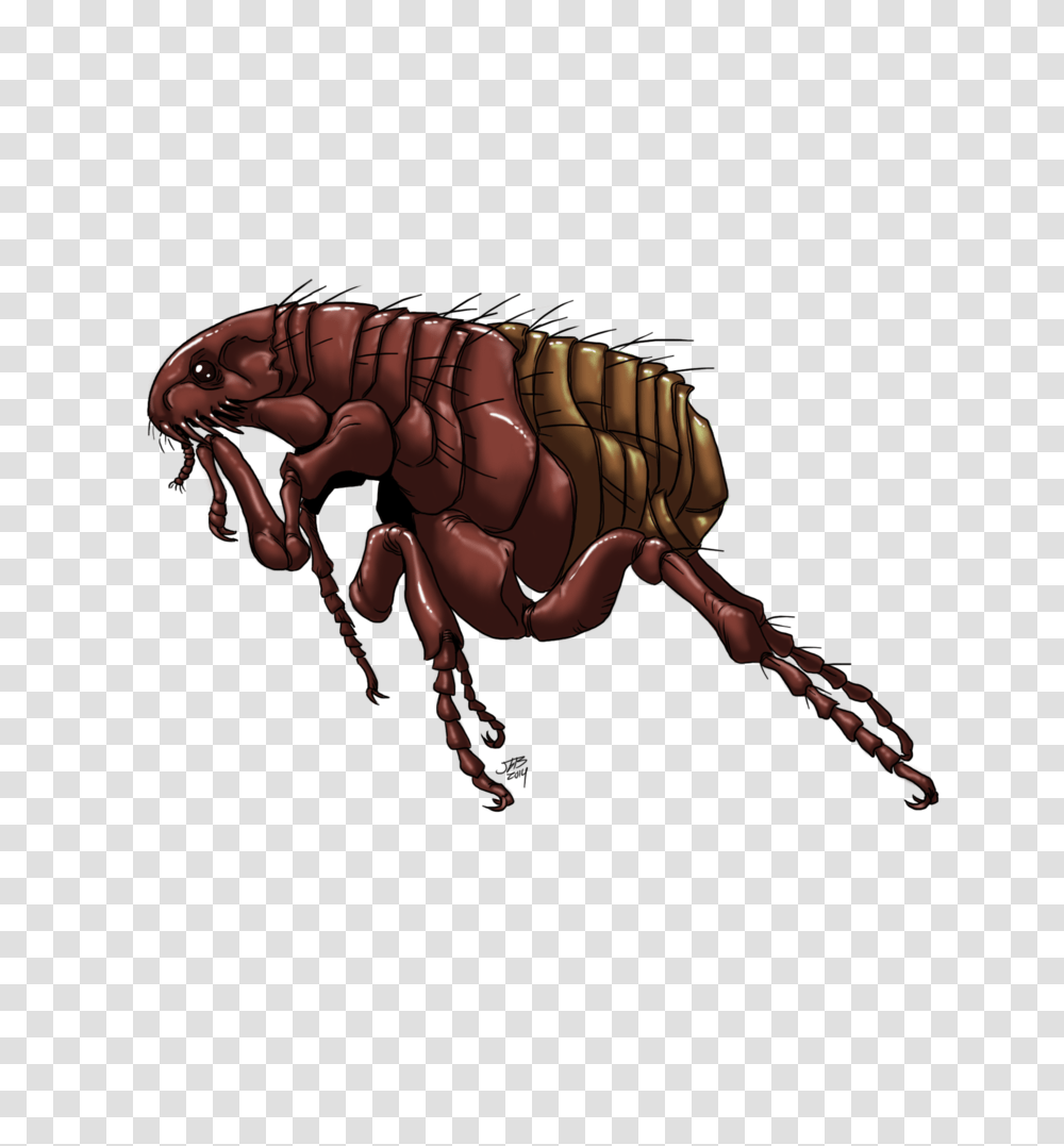 Flea Photos, Insect, Invertebrate, Animal Transparent Png