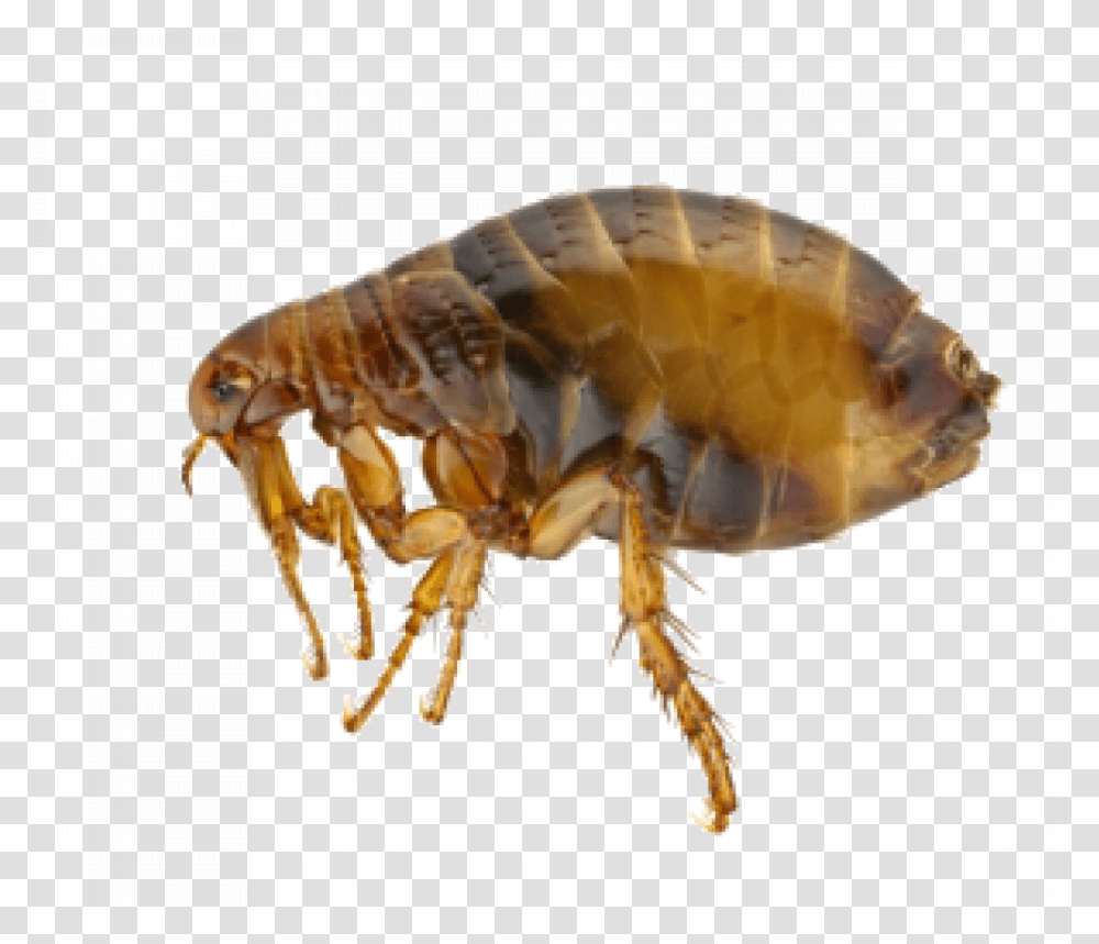 Flea Picture Do Fleas Look Like Up Close, Insect, Invertebrate, Animal, Fungus Transparent Png